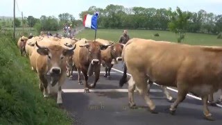 Transhumance à Aubrac [upl. by Nytsua714]