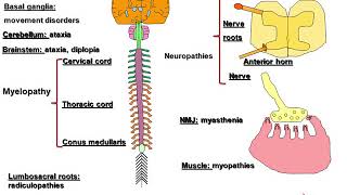 Autoimmune Neurology Paraneoplastic Disorders and Beyond [upl. by Hungarian]