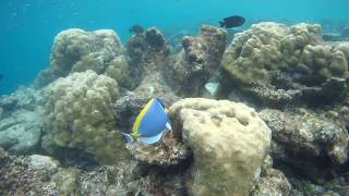 45min snorkeling  Maldives [upl. by Harrington479]