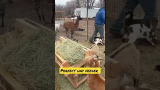 Perfect Hay Feeder For Goats farm animal family hayfeeder goats [upl. by Rand]