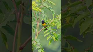 orange bellied leafbird song  bird call  birdsound wildlife birdvideos [upl. by Jordanna]