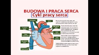 Cykle pracy serca Budowa i działanie serca Praca serca [upl. by Rise442]