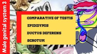 Male genital system 🦥 Comparative of Testis 🐾 Epididymis 🦁 Ductus deferens 🐒 Scrotum 🐫 Part 3 [upl. by Edmund]