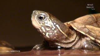 Chinese pond turtle Mauremys reevesii  Animalia Kingdom Show [upl. by Raff]