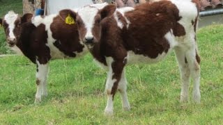 Ganado Lechero Ayrshire  TvAgro por Juan Gonzalo Angel [upl. by Fischer]