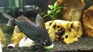 Synodontis Catfish and Crayfish Like Blanched Cucumber [upl. by Azne]