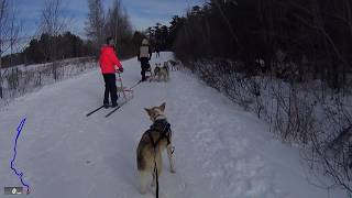 Dog Mushing and Skijoring in Nova Scotia [upl. by Nnyre]