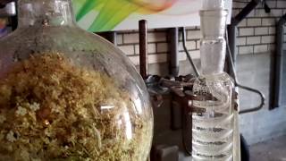 Vlierbloesemhydrolaat destilleren  distilling hydrosol of elderflowerblossom [upl. by Bethany]