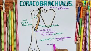 Coracobrachialis Muscle  Anatomical Events At Insertion  Nerve supply  Action [upl. by Regdor377]