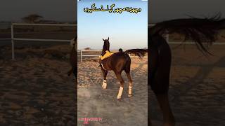 Ghoda masti main hai foryou horse fun [upl. by Corbin]