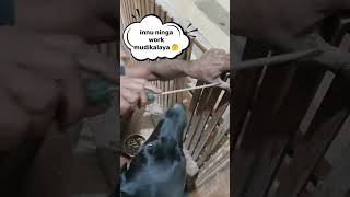 ஸ்க்ரூ டிரைவர் வச்சி என்ன ஆட்டம்😱puppies labrador dog funny [upl. by Raimondo]