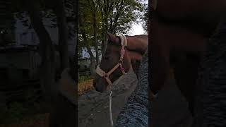 Achtung Blut youtubeshorts equestrian pferde [upl. by Agle]