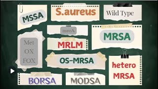 MSSA BORSA MODSA MRSA OSMRSA Hetero MRSA MRLM [upl. by Elkcim]