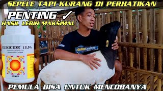 SUKSES BREEDING DOMBA DORPER RESEP PAKAN ALTERNATIF AMPUH DAN PENGOBATAN DI KANDANG DC FARM BLITAR [upl. by Calandria331]