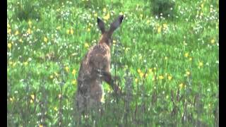 Three brown hares [upl. by Lupita114]