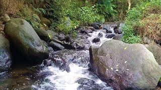 Natural ASMR River Water Bird Calls amp Green Plants for Sleep and Concentration [upl. by Nahij845]