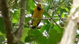 Icterus nigrogularis yellow orioleMOV [upl. by Ettennahs613]