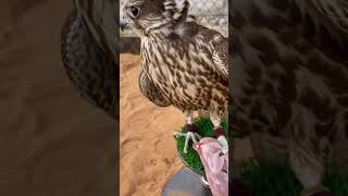 First day bird falcon training [upl. by Rush]