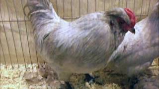 British Araucanas bantam National Poultry Show UK [upl. by Rockafellow]