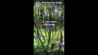 La verveine officinalemp4 [upl. by Nilrac]