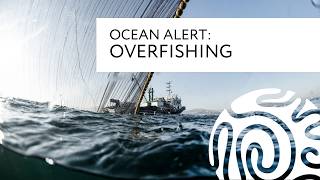 Ocean Alert Overfishing [upl. by Angadreme806]