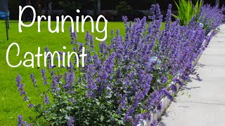 Cutting back Catmint pruning deadheading in summer Nepeta Summer Magic [upl. by Latia]