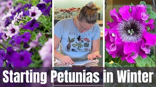 Starting Petunias In November 🌺  Growing Petunias From Seed [upl. by Teak]