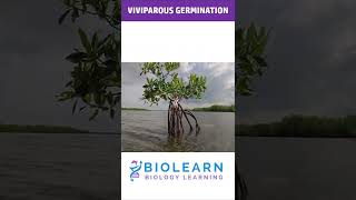 DIFFERENT TYPES OF GERMINATION  TYPES OF GERMINATIONS  ICSE Class 9 Biology  BioLearn [upl. by Nomed]