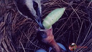 A baby bird swallows a large grasshopper [upl. by Aleron]