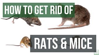 How to Get Rid of Rats and Mice Guaranteed 4 Easy Steps [upl. by Mazurek]