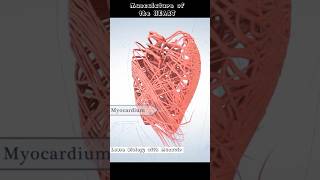 Musculature Of The Heart  Cardiac Muscles  cardiology [upl. by Sabir]