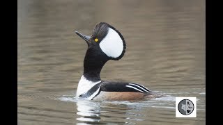 Hooded Merganser  Courtship and mating [upl. by Delorenzo]