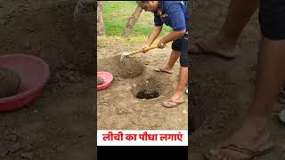 लीची का पौधा लगाएं आसान विधि से  lichi ka paudha kaise lagaen short [upl. by Ilyah135]