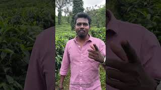 Tea estate visit tea estate fun tamil kumuli waterfalls thekkady nagercoil nature love [upl. by Andria]