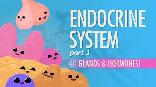 Endocrine System Part 1  Glands amp Hormones Crash Course Anatomy amp Physiology 23 [upl. by Atiuqet]