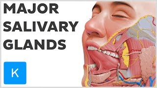 What are the Major Salivary Glands  Human Anatomy  Kenhub [upl. by Lyris952]