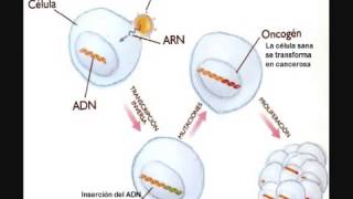 Virus oncogenicos 360p [upl. by Eolanda]