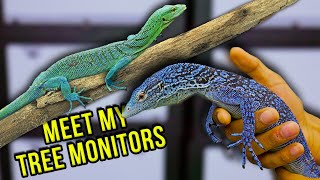 Meet My New Tree Monitors [upl. by Edmonds]