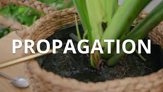 Philodendron Selloum Plant  Easy Propagation [upl. by Zechariah]