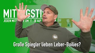 😳 Mit LeberBoilies nur Großkarpfen StarkstromÜberlandleitung ein Hotspot 🤔  Mittagstisch 137 [upl. by Ahsiekam647]