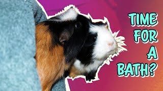 Why is my Guinea Pig Crying  Guinea Pig Awareness Week  Greetin Pigs [upl. by Aneeb]