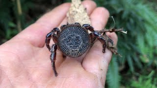 Accidentally discovered the spider Cyclocosmia ricketti in a forest [upl. by Alyss]