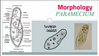 Paramecium caudatum morphology part 2 internal structure [upl. by Rexford]