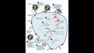 HIV Replication Cycle amp Potential Cure Strategies Explained [upl. by Bassett]