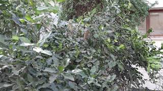 Pruning Kaffir Lime tree Citrus hystrix  Exotic Fruit Tree care [upl. by Atisor281]