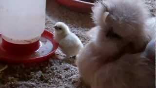 Baby Silkie Chick Drinking Water [upl. by Tereb]