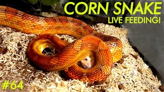 LIVE FEEDING  Corn Snake Smashes TWO MICE Easily [upl. by Arikaahs]