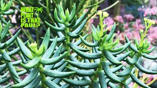 This Succulent Looks Like a Mini Pine Tree  Crassula Tetragona [upl. by Woo]