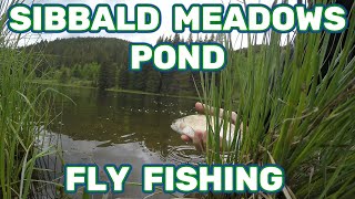 SIBBALD MEADOWS POND ║ FLY FISHING [upl. by Cullan]