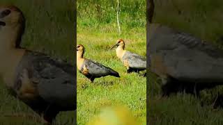 Bandurrias isladechiloé chiloé meulín quinchao achao naturaleza noviembre2024 surdechile [upl. by Miett]